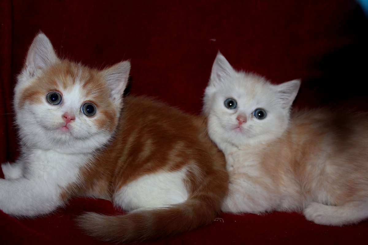 Шотландский красный скоттиш страйт