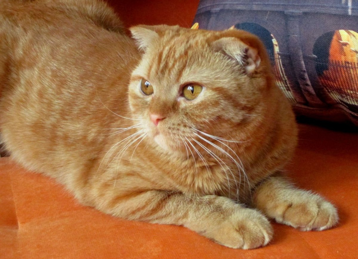 Шотландская кошка прямоухая рыжая