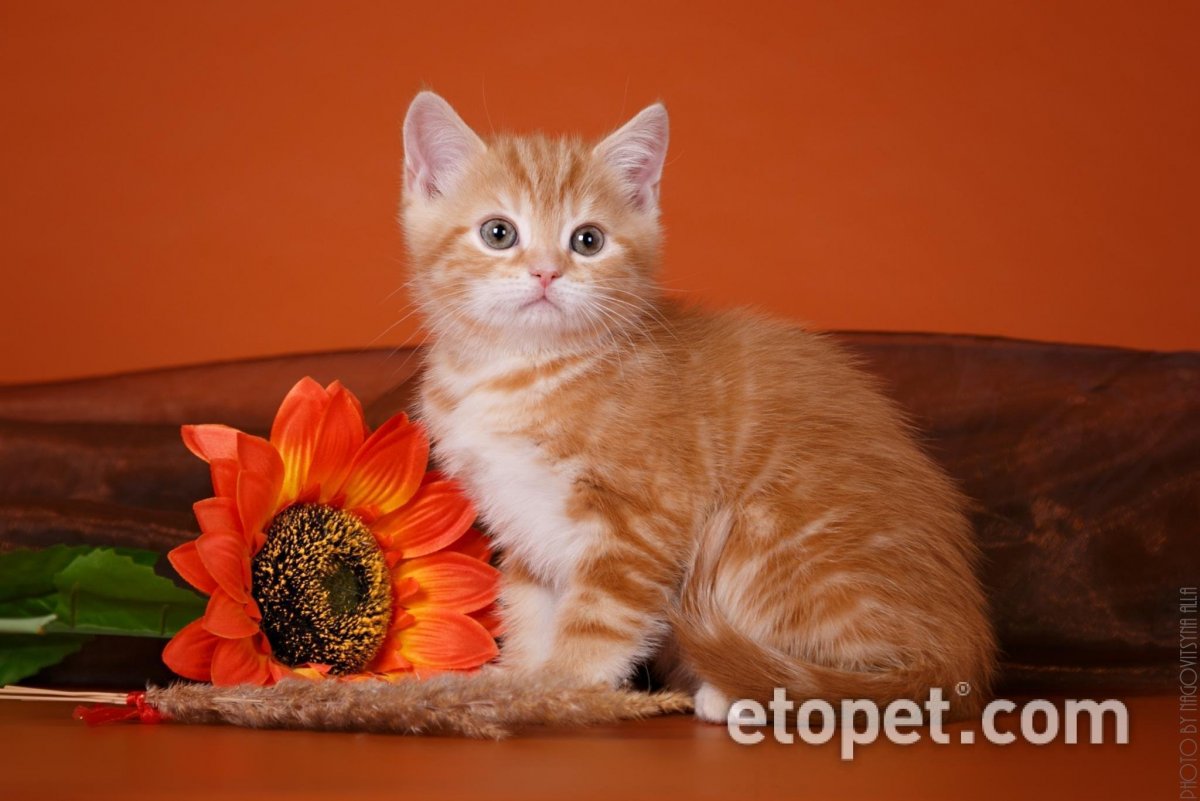 Британский короткошерстный кот рыжий