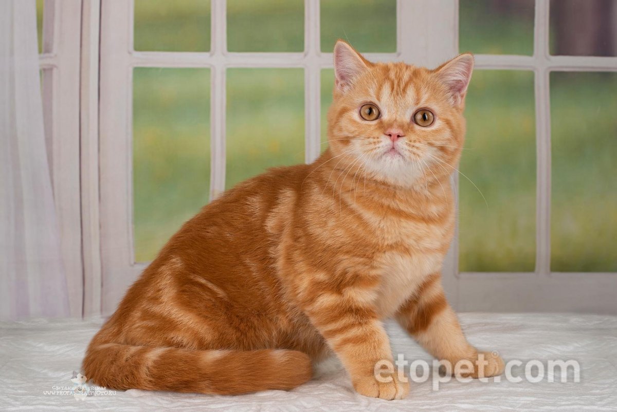 Шотландские прямоухие рыжие