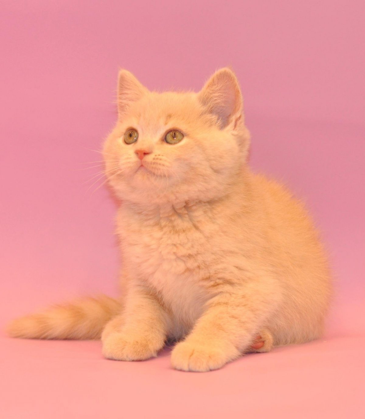 Британская шиншилла Хосико