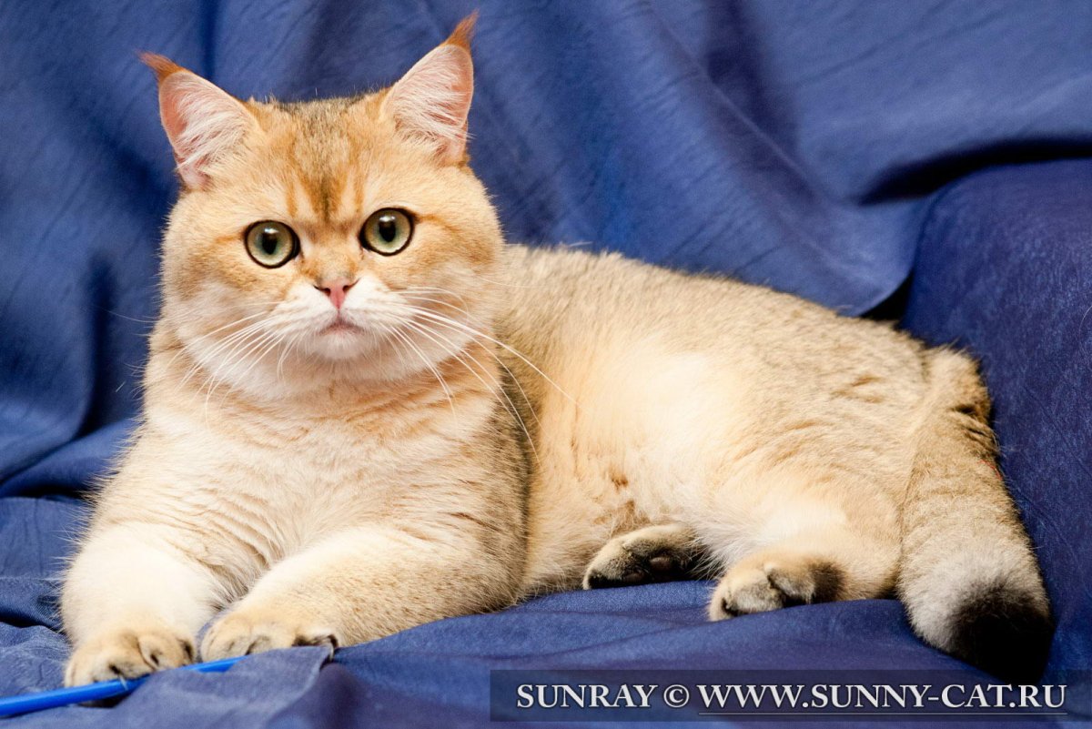 Серо рыжий шотландский прямоухий