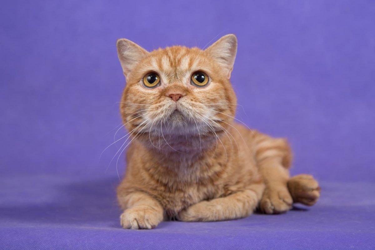 Шотландская короткошерстная Золотая шиншилла