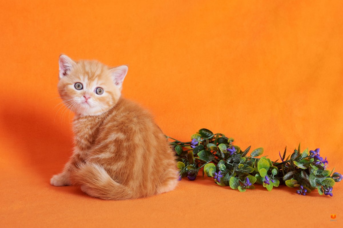 Британская короткошёрстная кошка рыжая