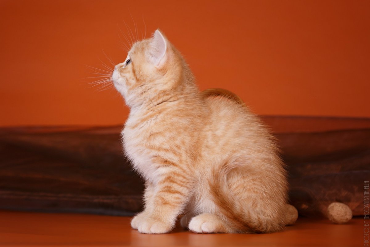 Шотландская прямоухая кошка красная