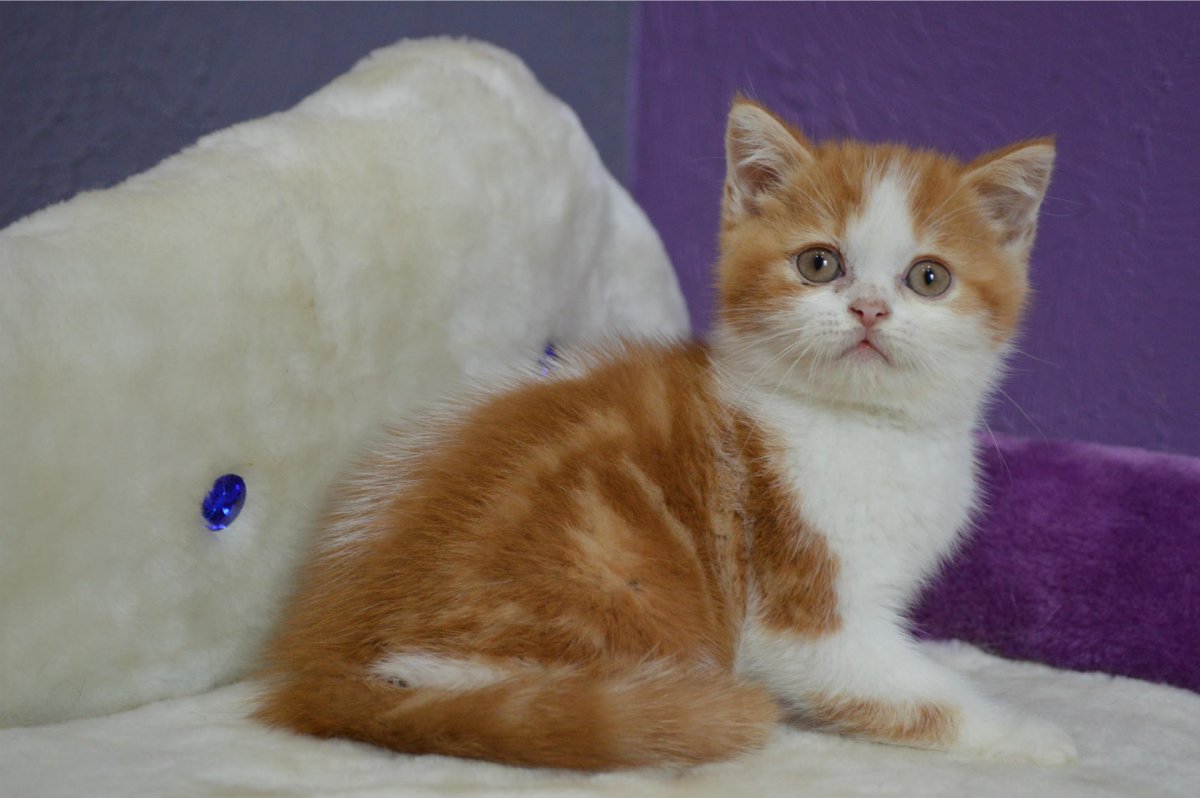 Шотландская прямоухая белая рыжая