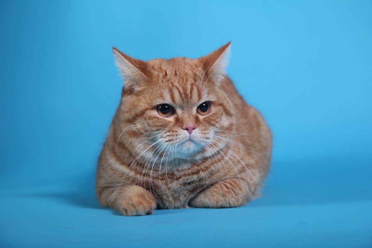 Шотландский скоттиш страйт биколор