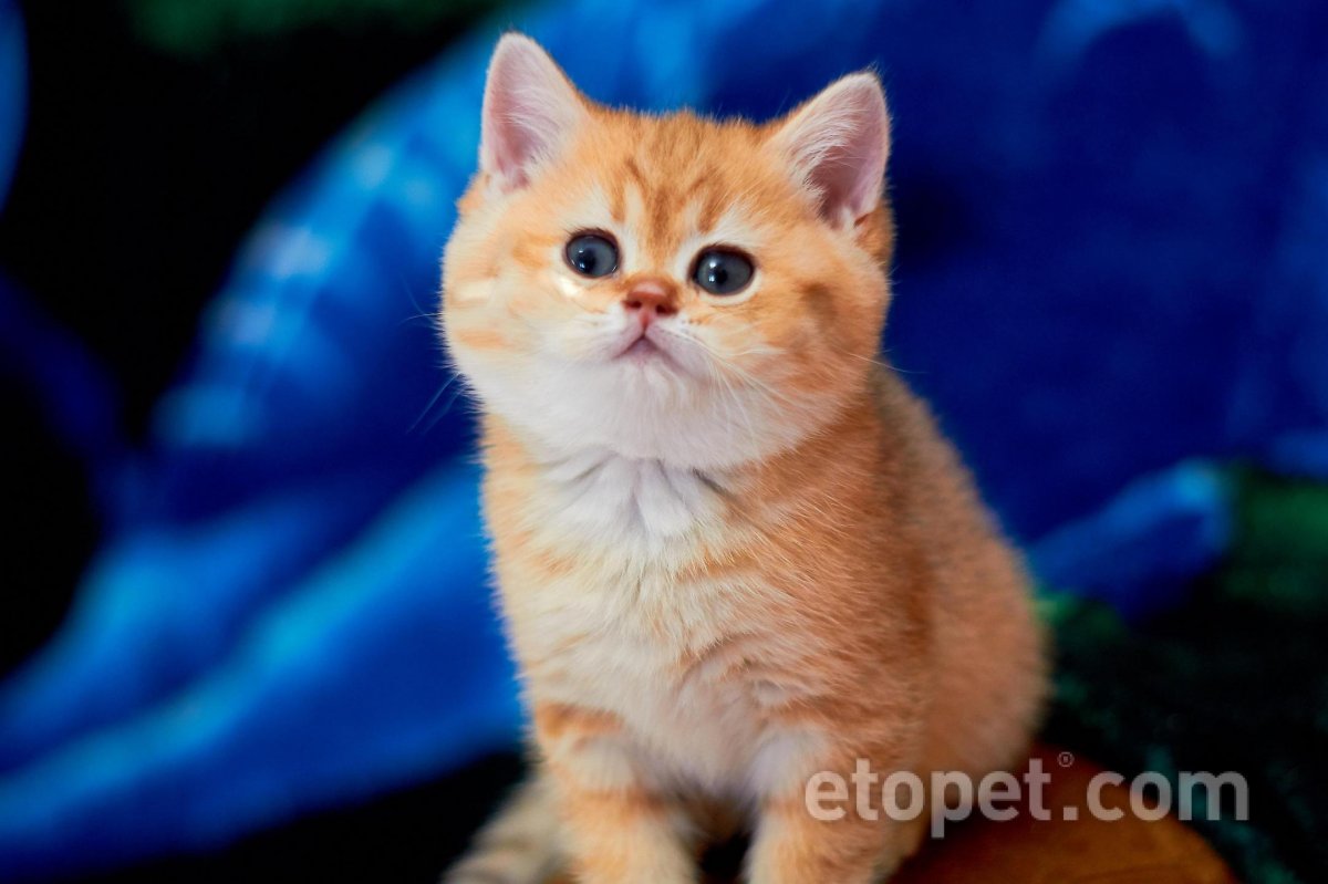 Скоттиш страйт черный серебристый пятнистый