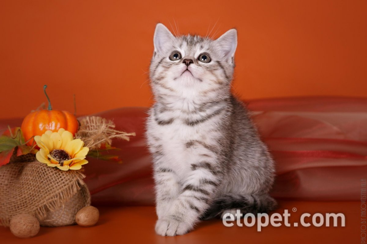 Скоттиш-страйт рыжий кот