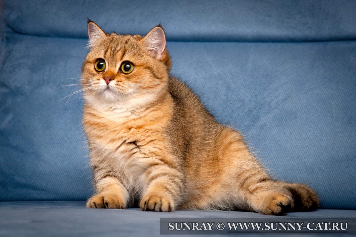 Персиковый британец прямоухий