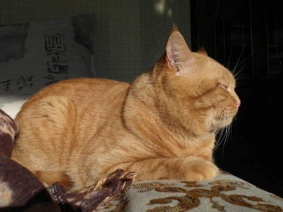 Шотландские коты прямоухие