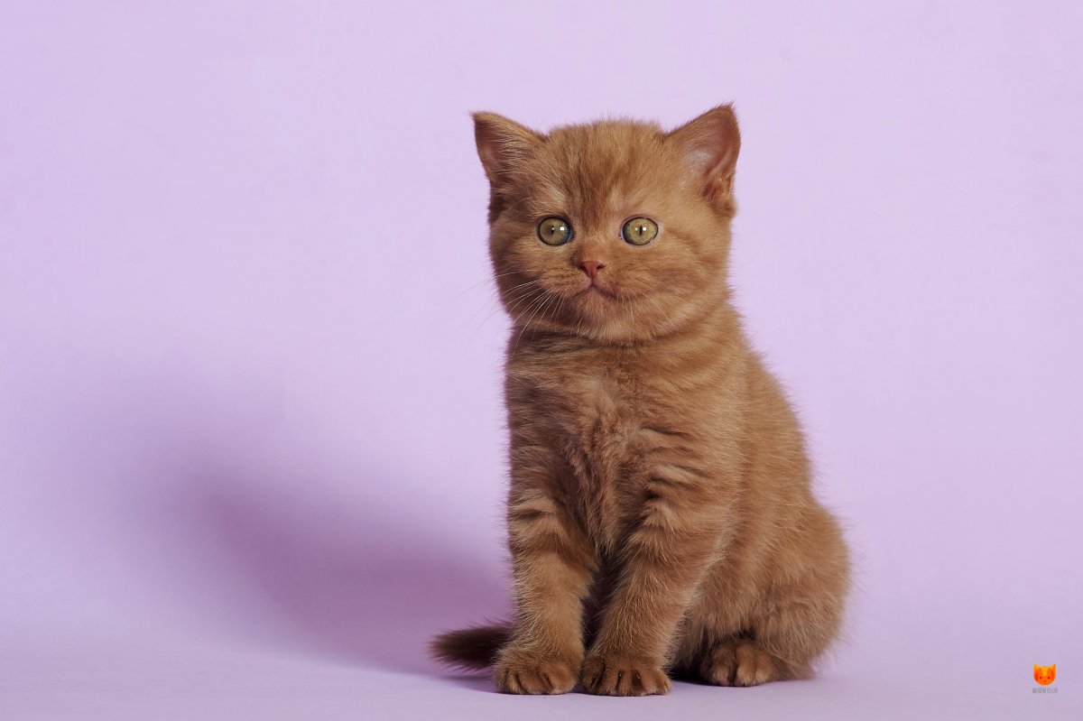 Шотландская кошка страйт циннамон