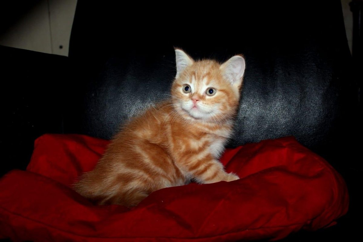 Кот британец рыжий