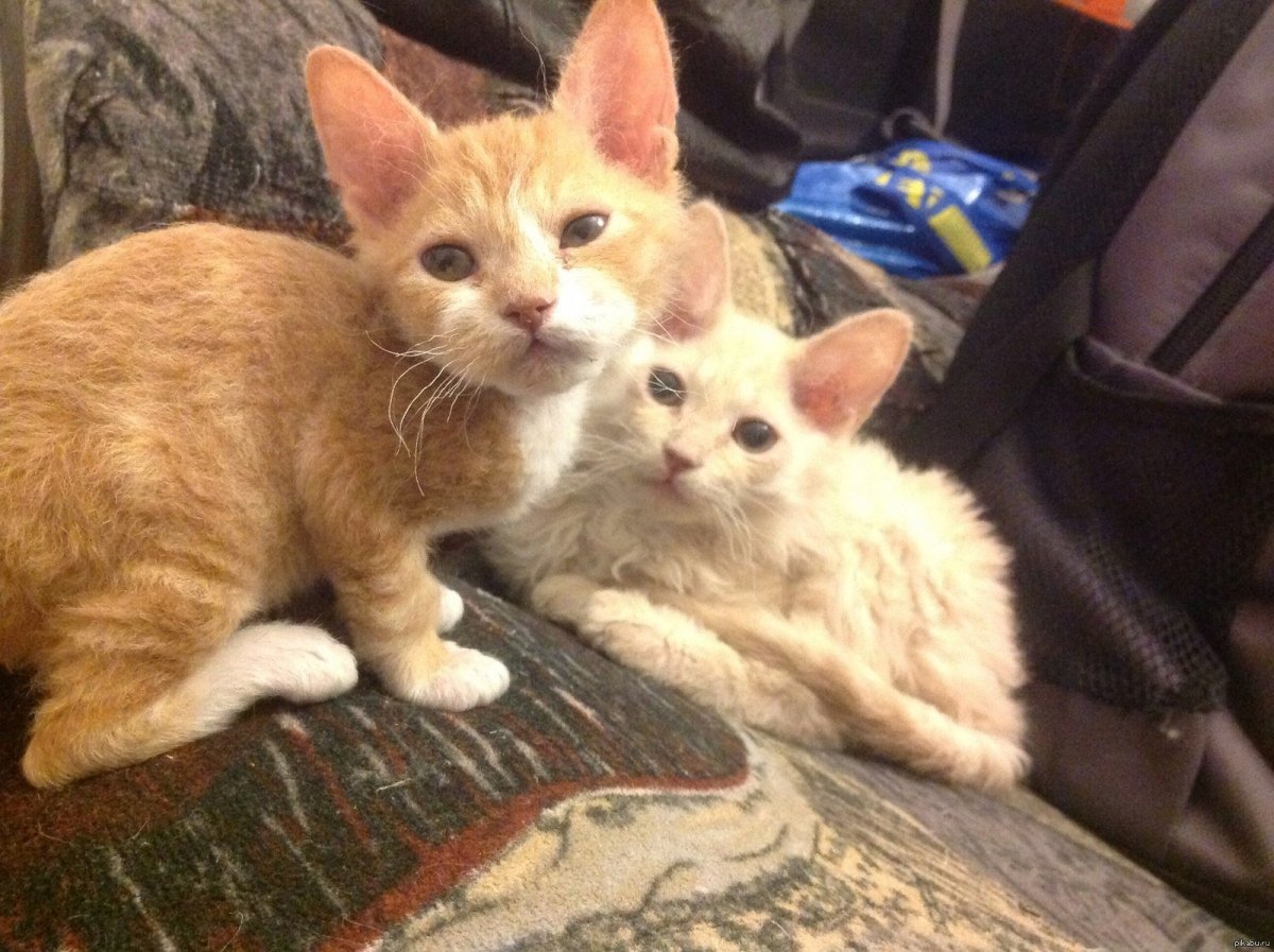 Британский кот помесь с Сфинксом рыжий