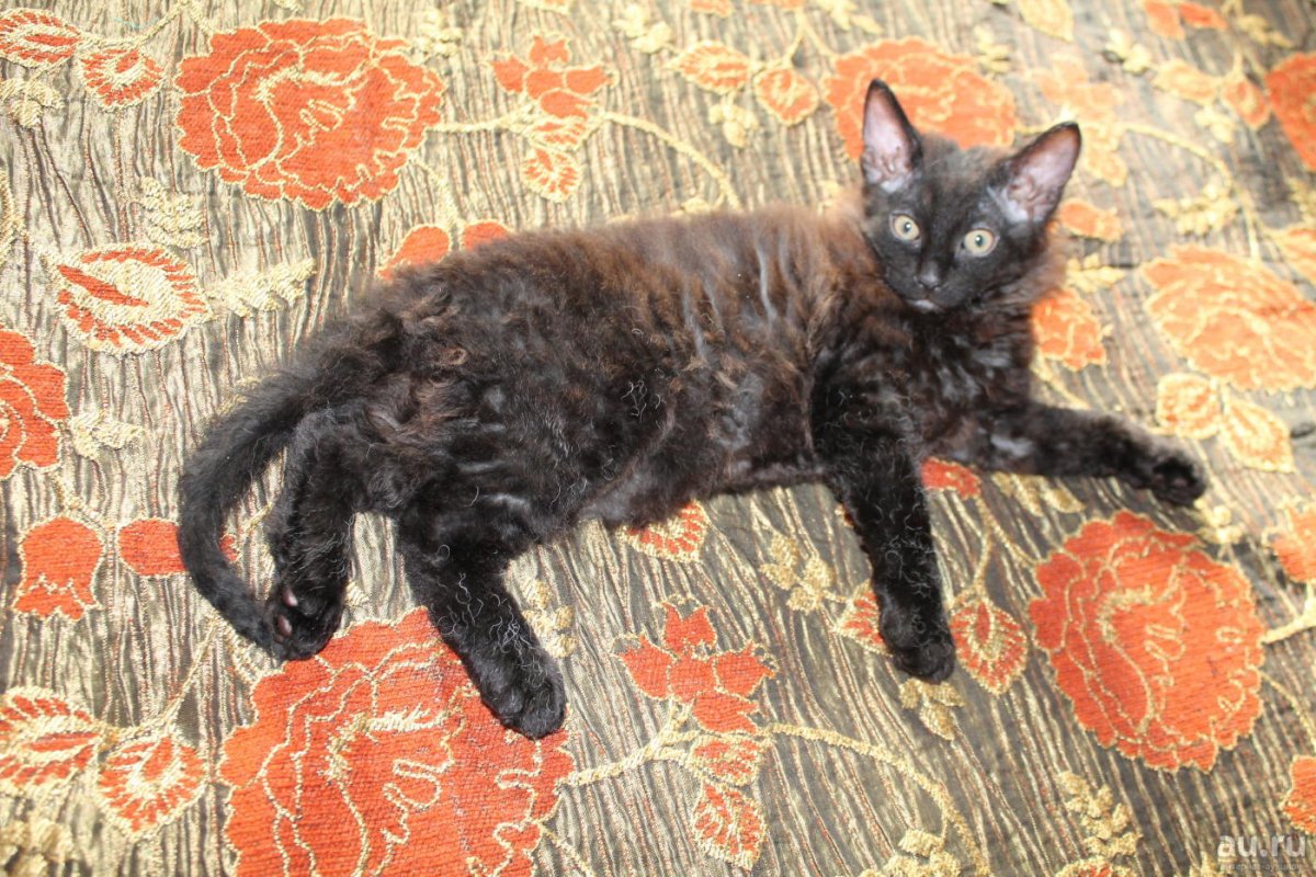 Метис сфинкса и обычной кошки