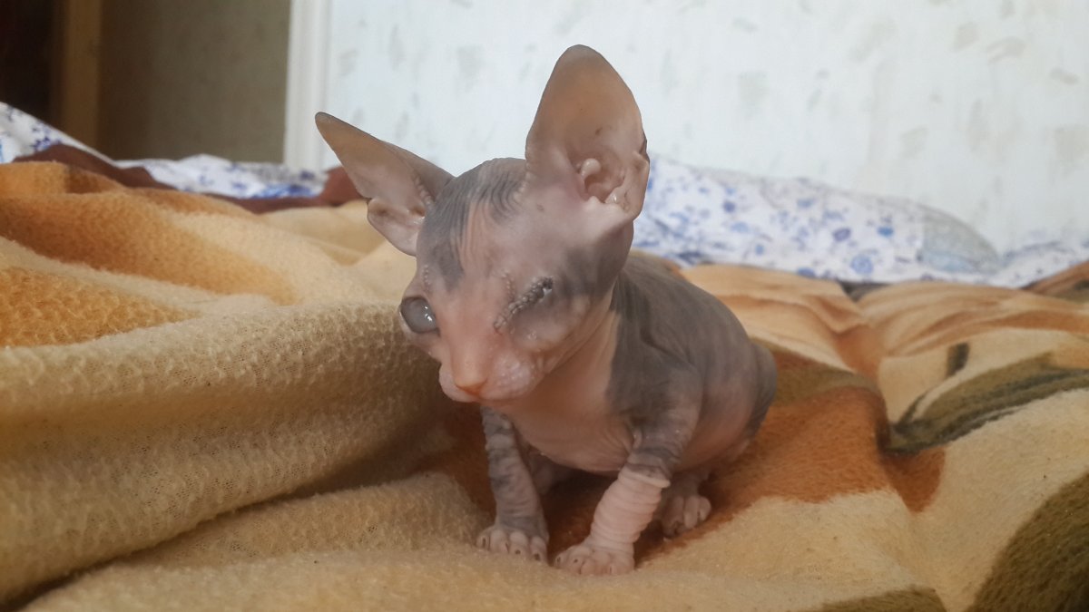 Метис канадского сфинкса