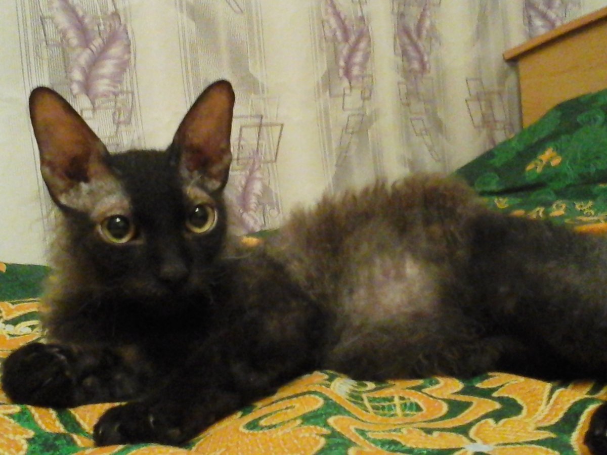 Порода кошек с волосами из ушей