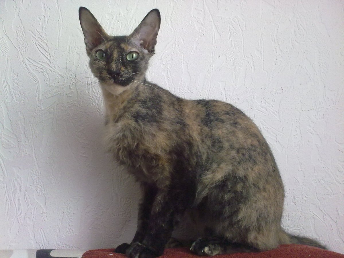 Корниш рекс помесь