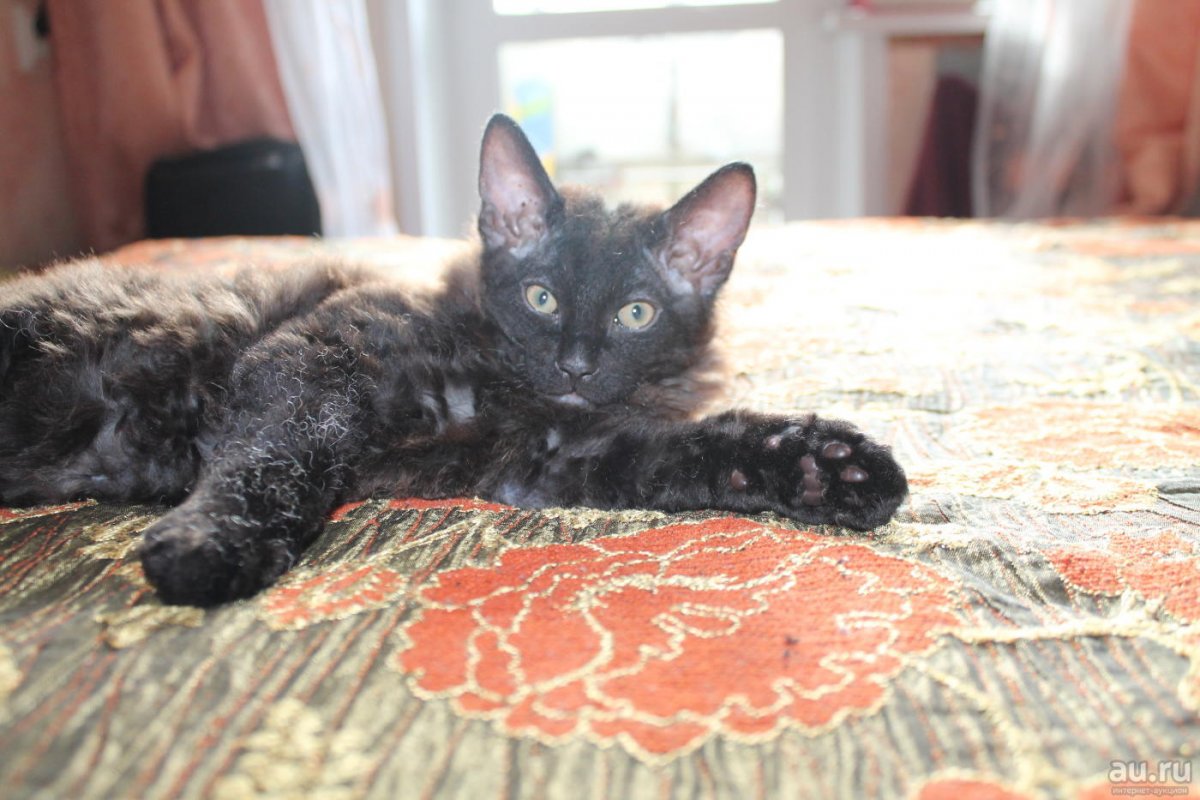 Корниш Ориентал метис