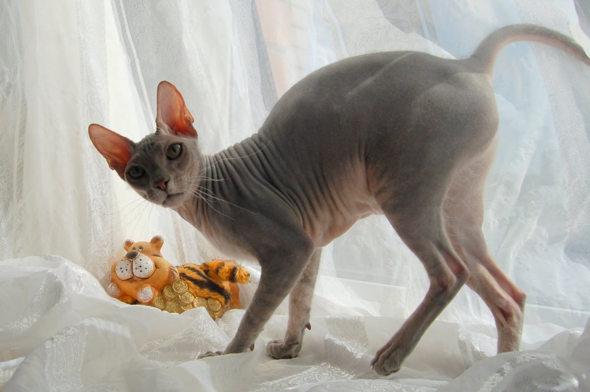 Сфинкс валенок