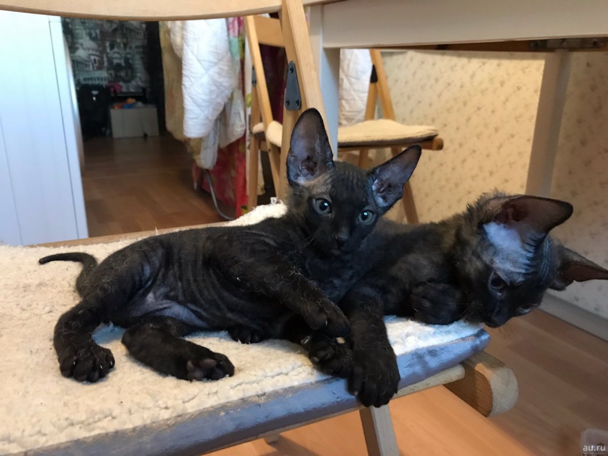 Сибирский кот и сфинкс