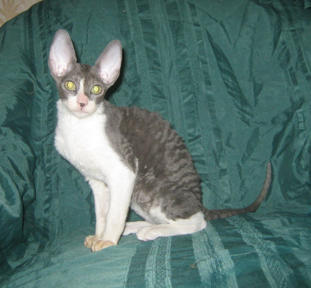 Метис Корниш Рекса