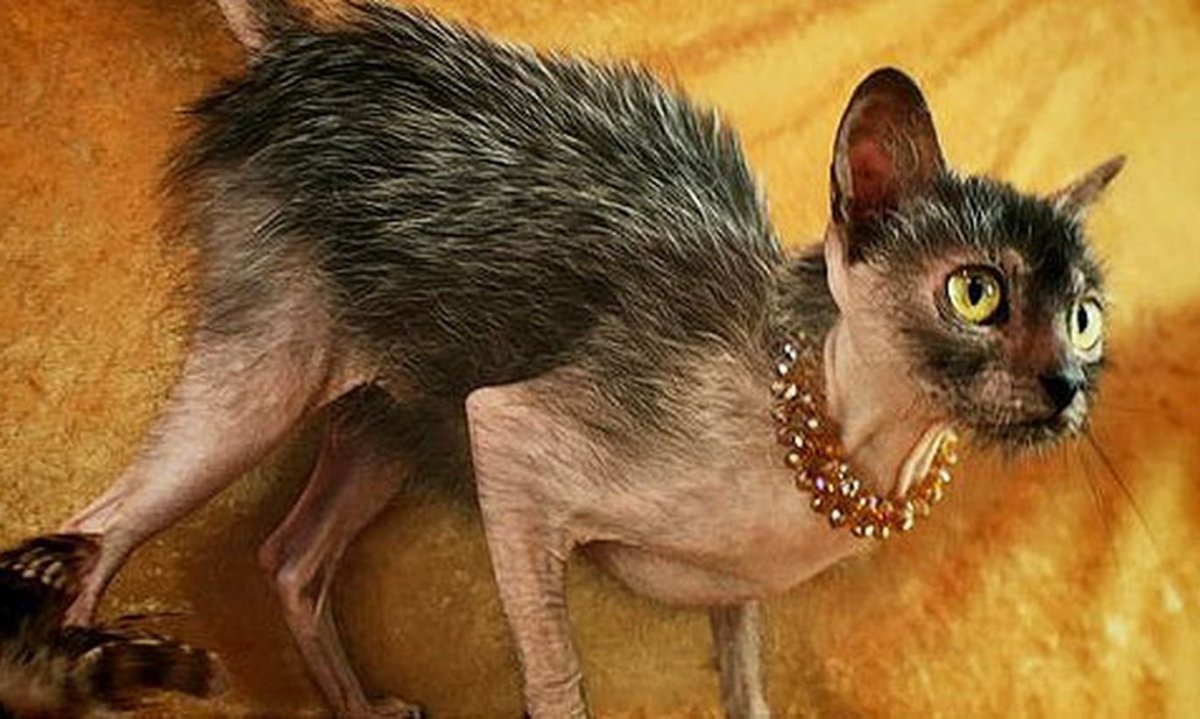 Смесь сфинкса и британца