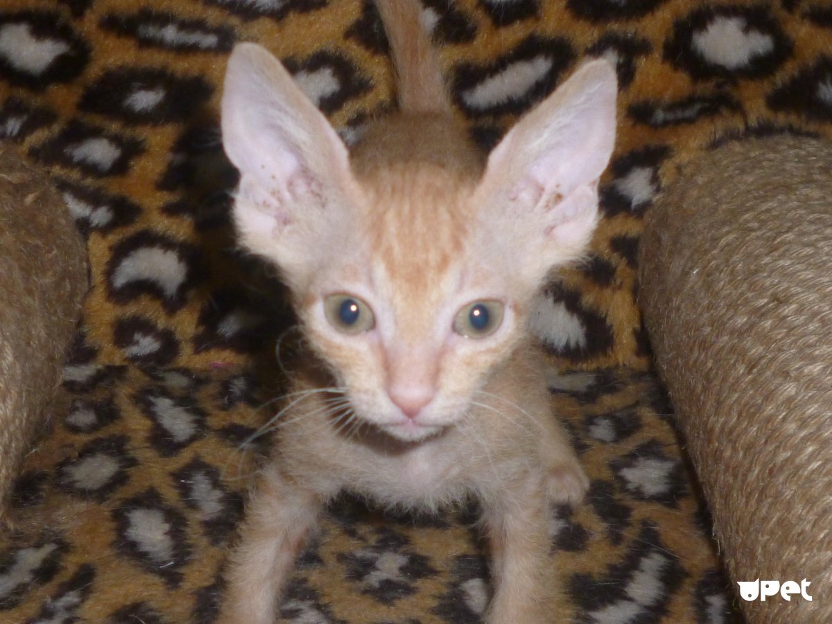 Кошка сфинкс метис