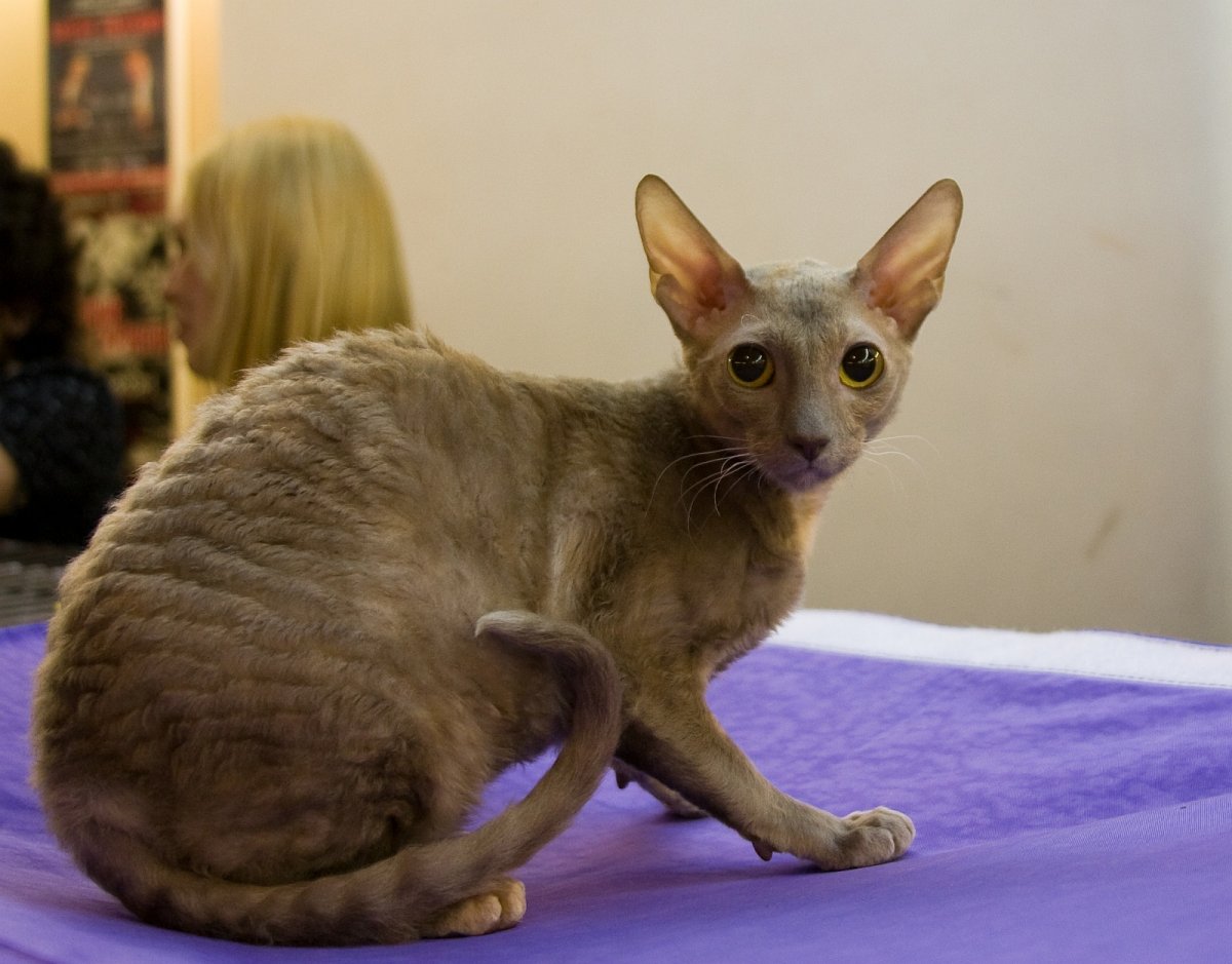 Помесь сфинкса