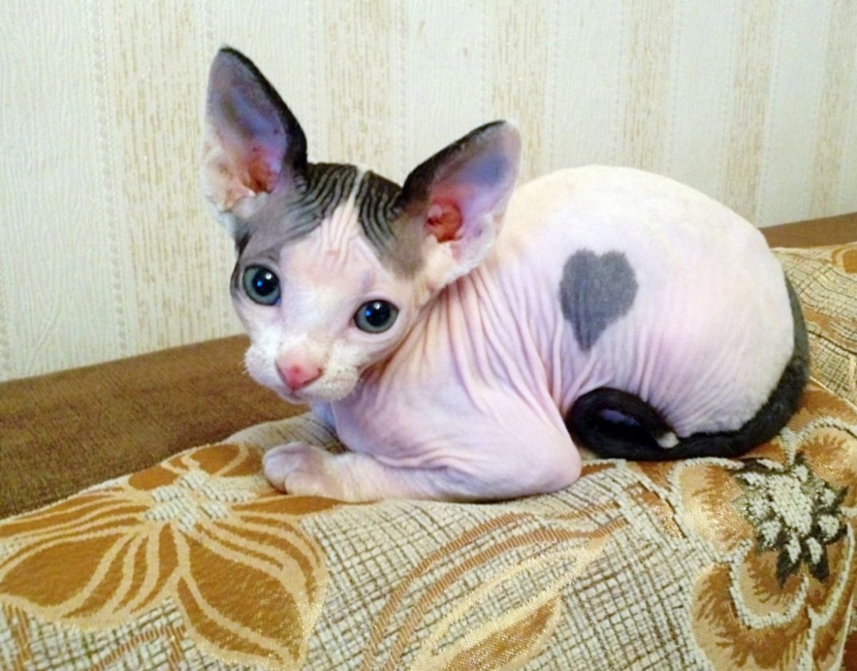 Авито Златоуст котята сфинкс браш