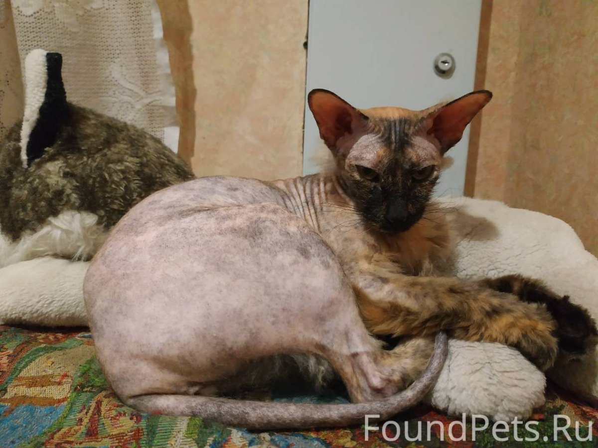 Помесь сфинкса и обычной кошки