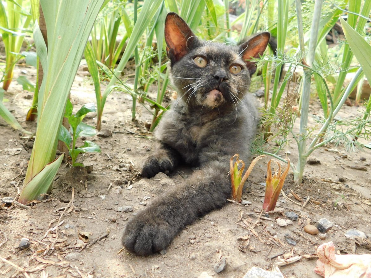 Сфинкс Петерболд браш