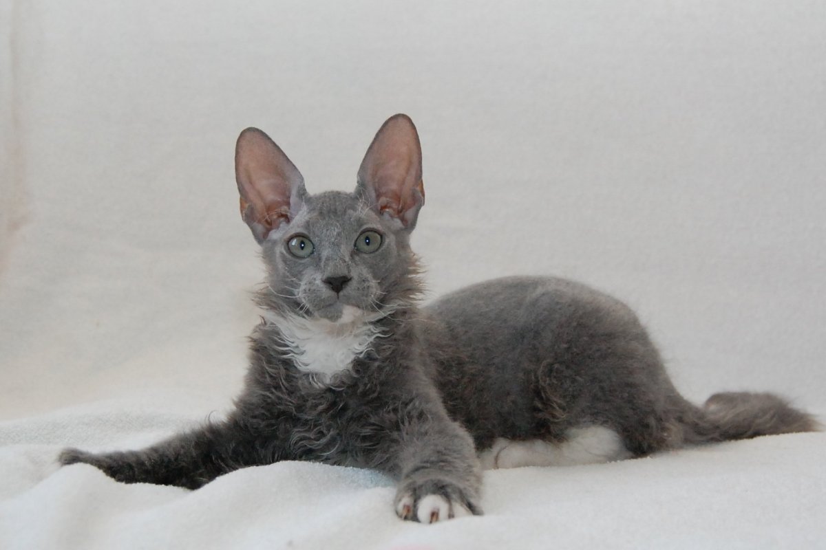 Котята сфинкс помесь