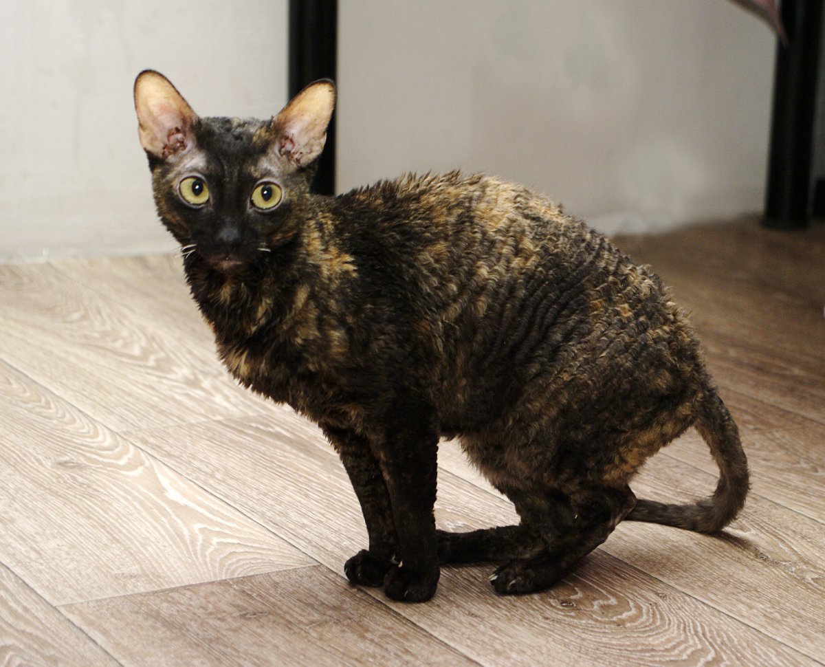 Корниш рекс кошка