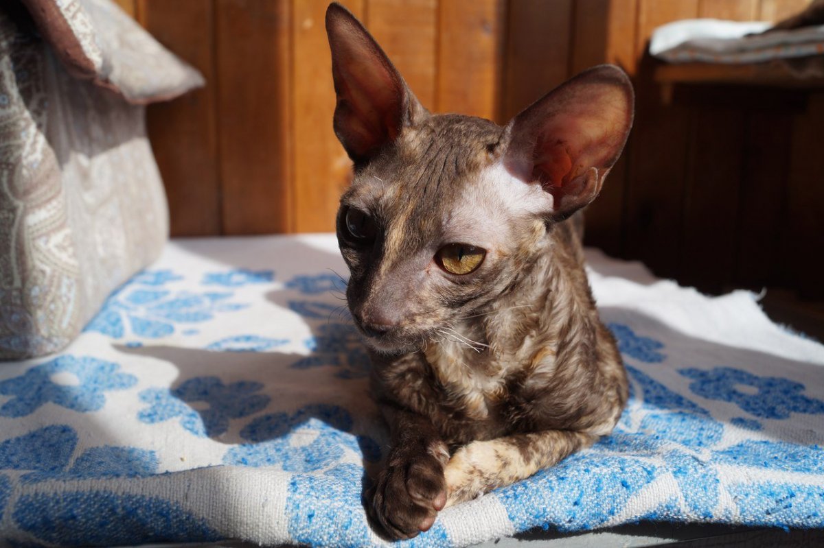 Бенгальский Корниш рекс