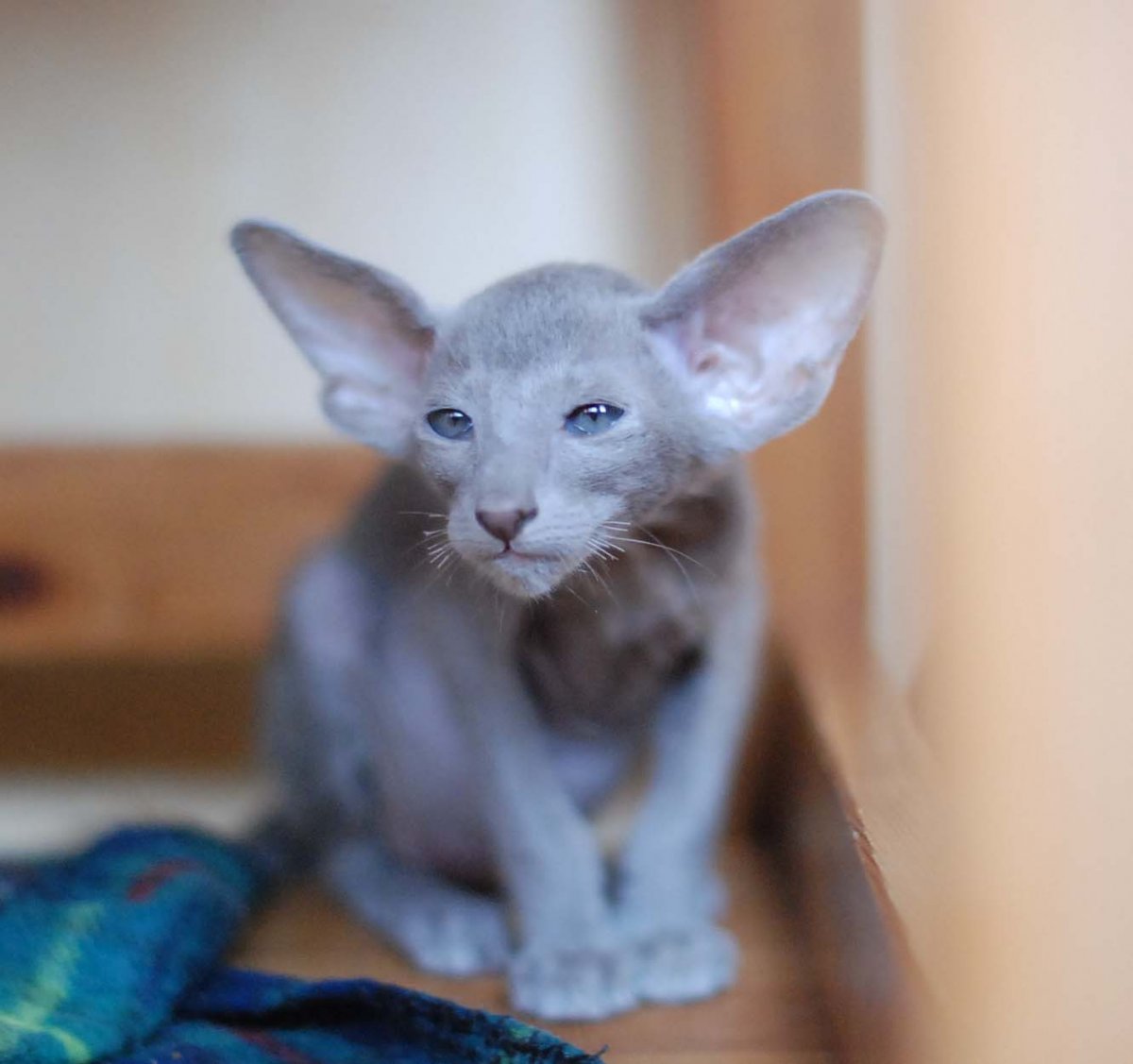 Корниш рекс