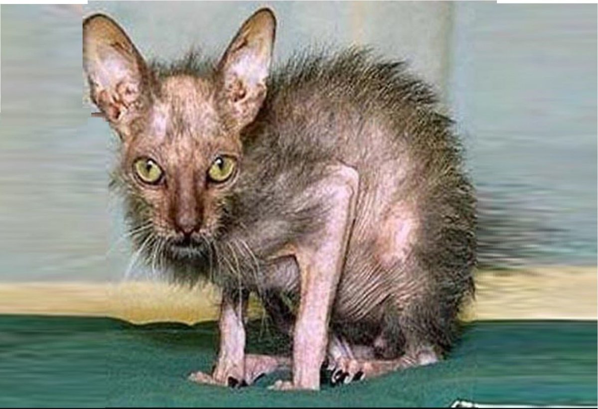 Сфинкс скрещенный с обычной кошкой