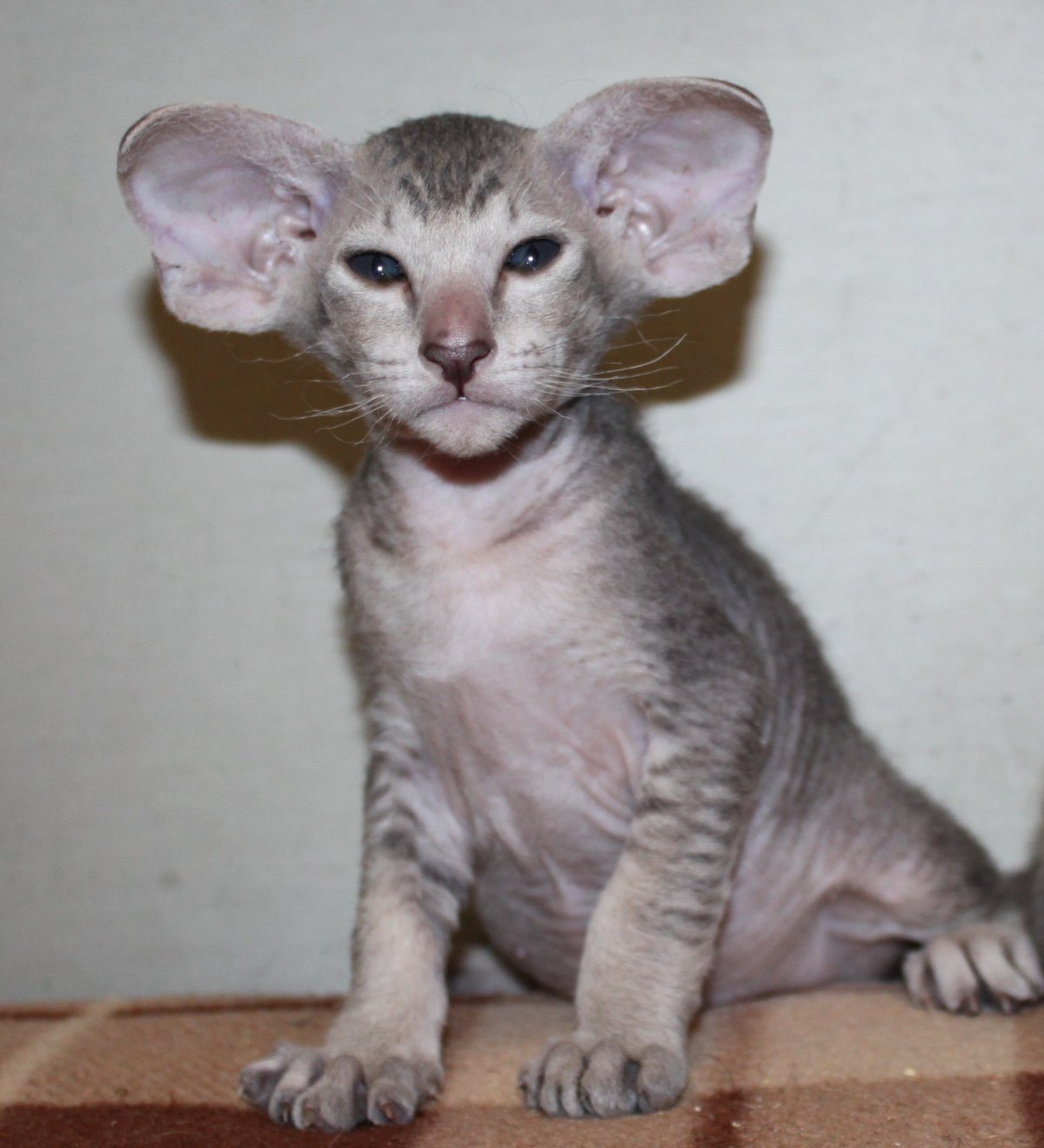 Донской сфинкс браш