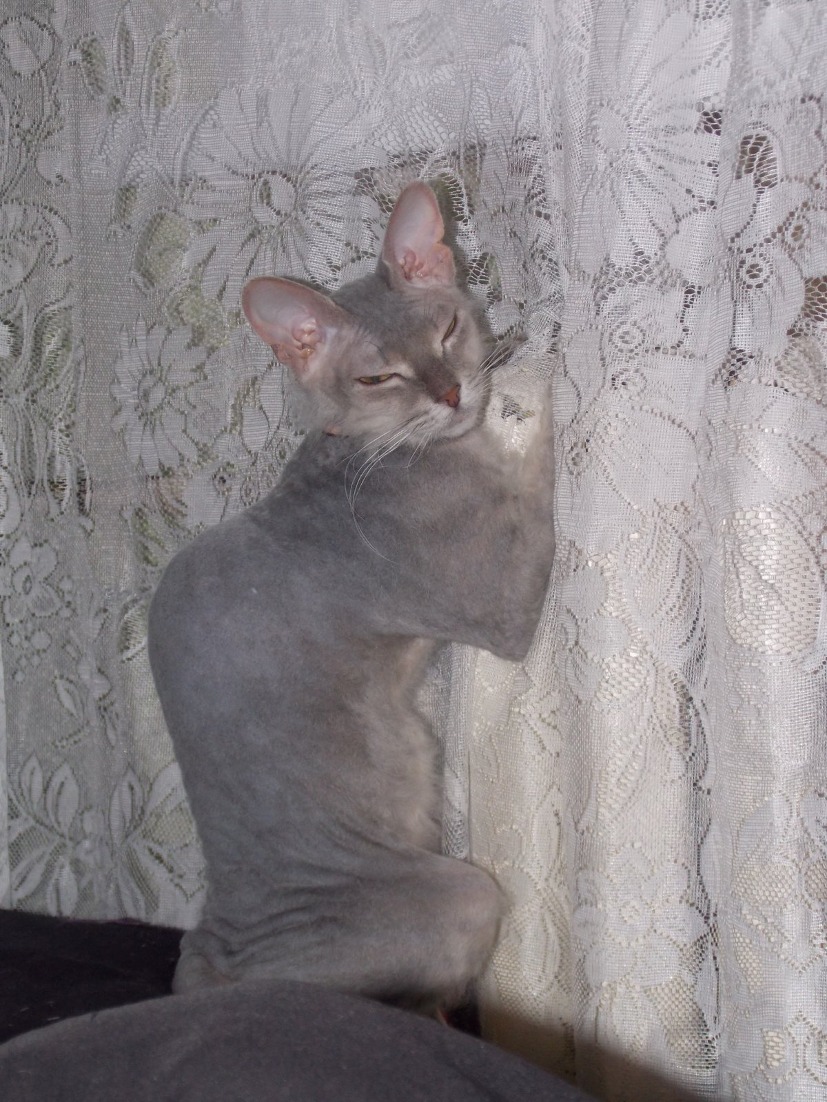 Донской сфинкс и британец