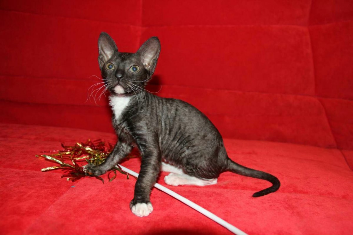 Донской сфинкс черный мохнатый