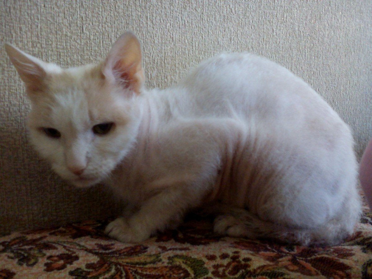 Рыжий Донской сфинкс метис