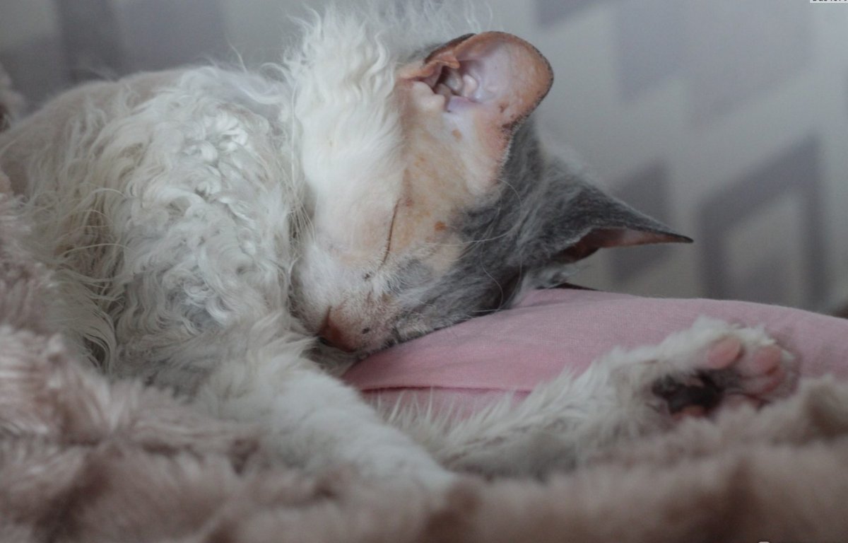 Котята сфинкса и обычной кошки