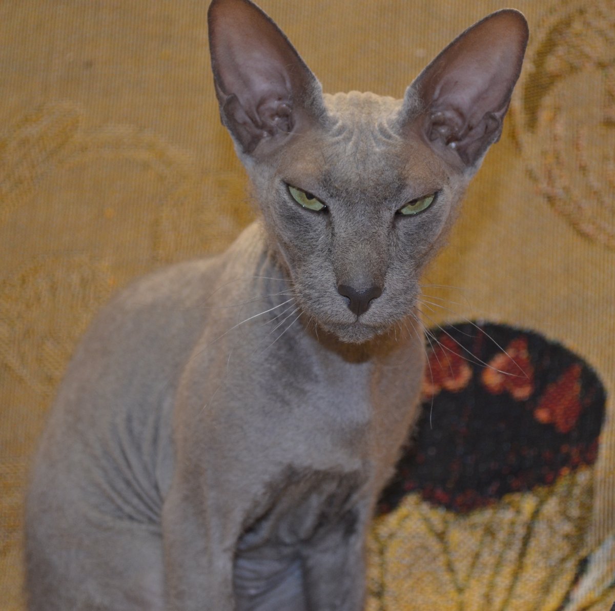 Дальневосточный сфинкс Леша