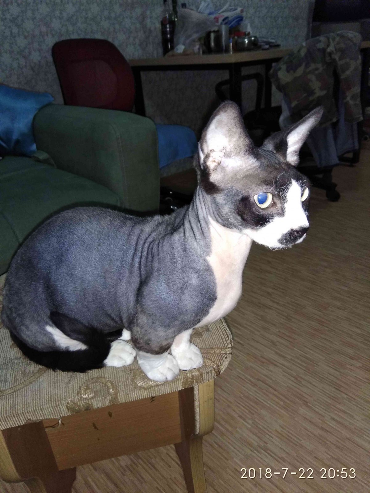 Донской сфинкс пушистый