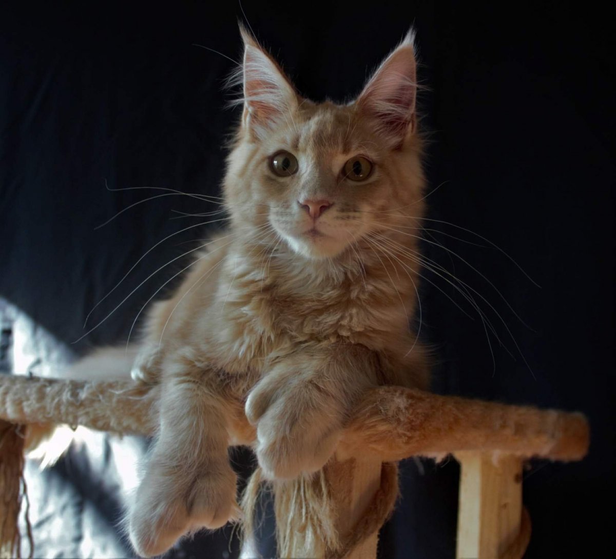 Персидский кот и сфинкс