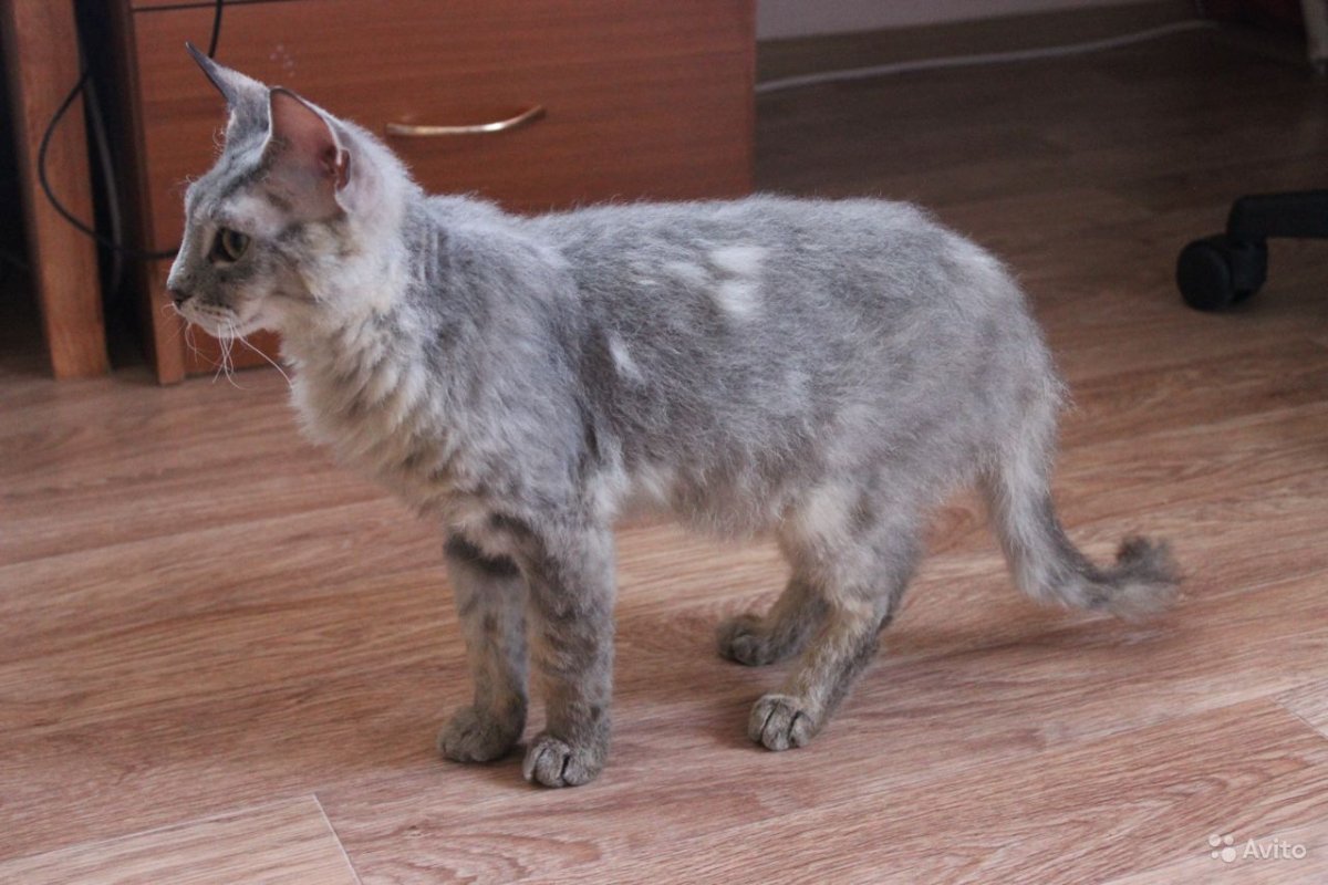 Котенок сфинкс с волосами