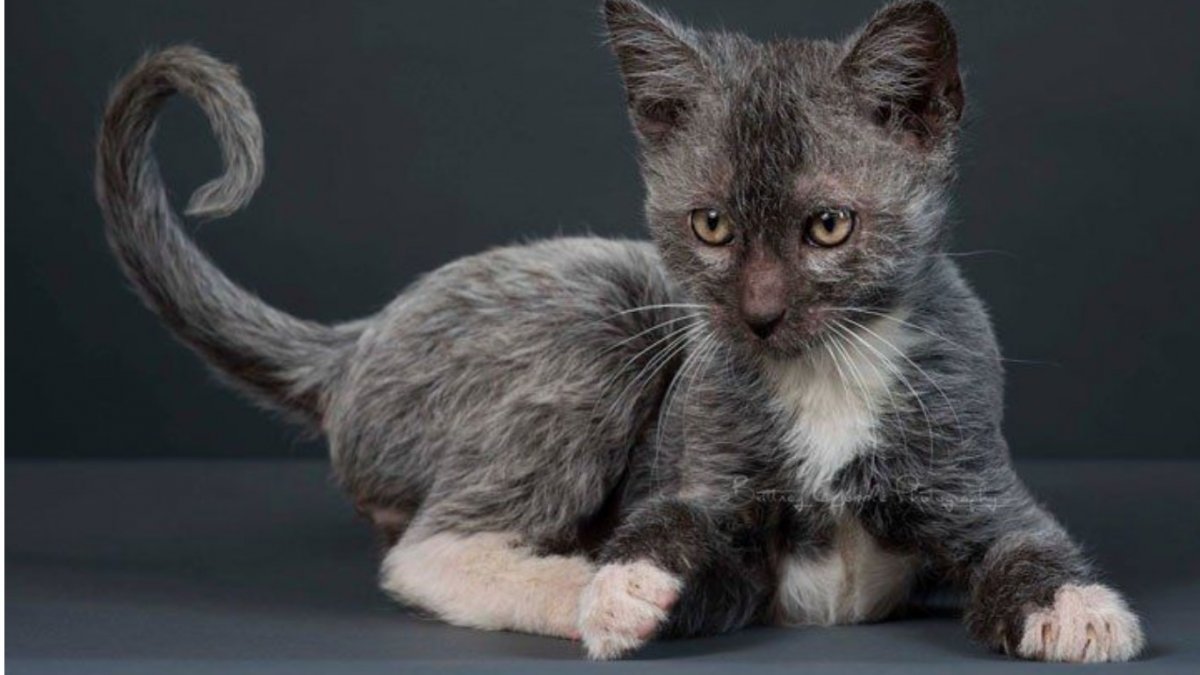 Кот породы Ликой