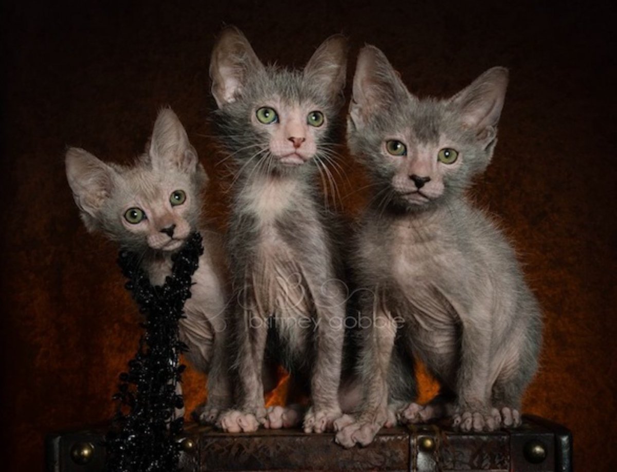 Ликой (Lykoi) кошка оборотень