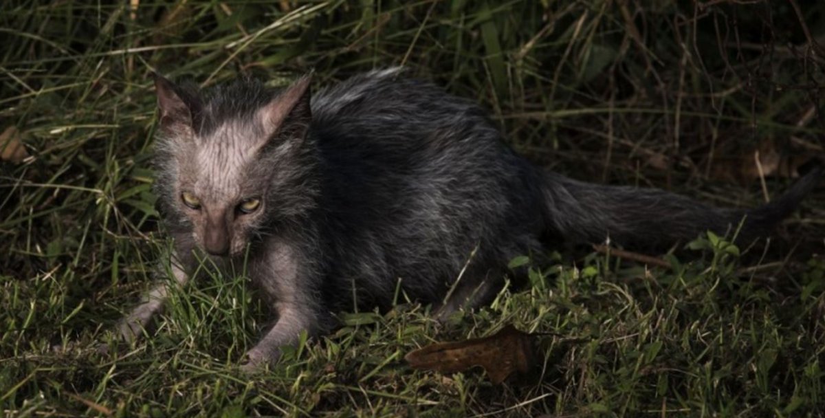 Ликой кошка белая