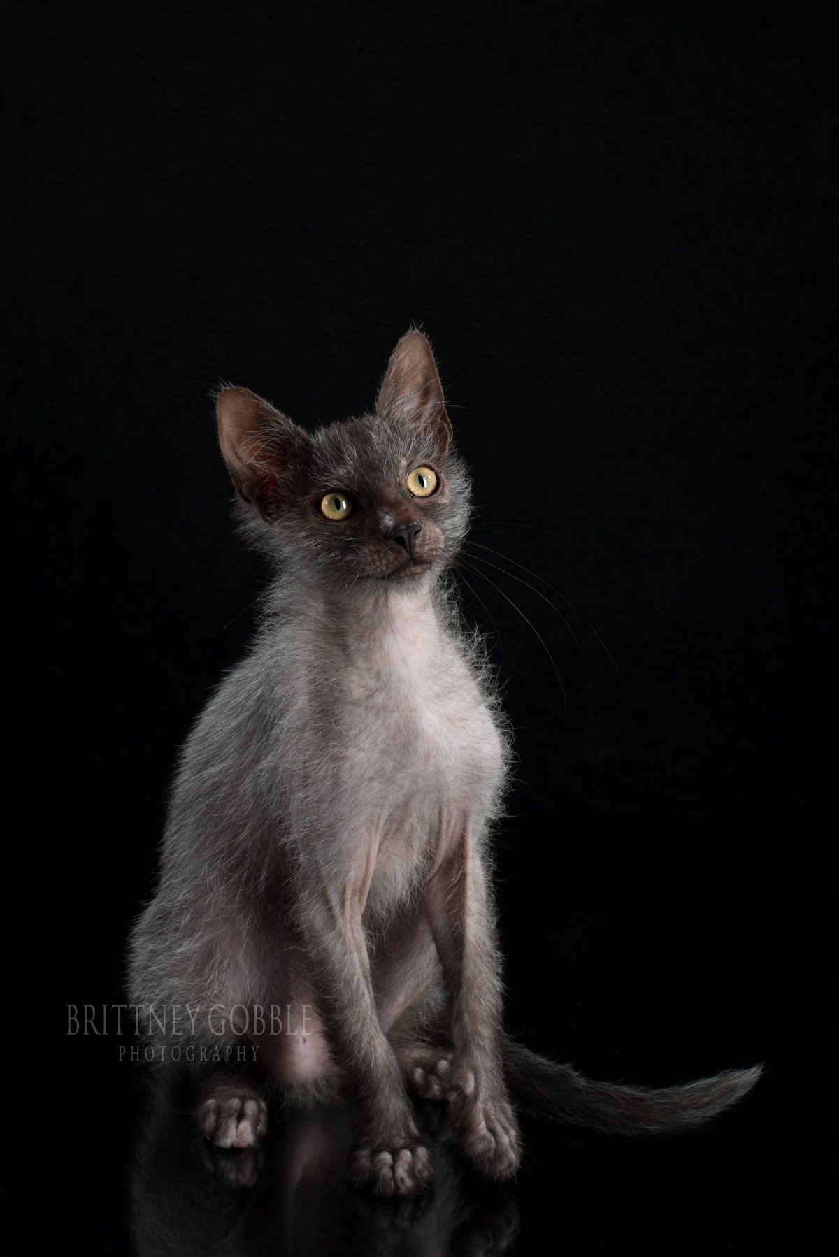 Страшный облезлый котенок